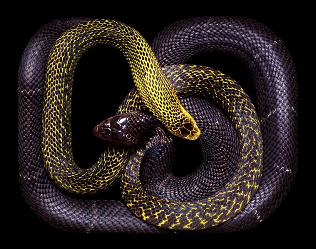 beautiful snake